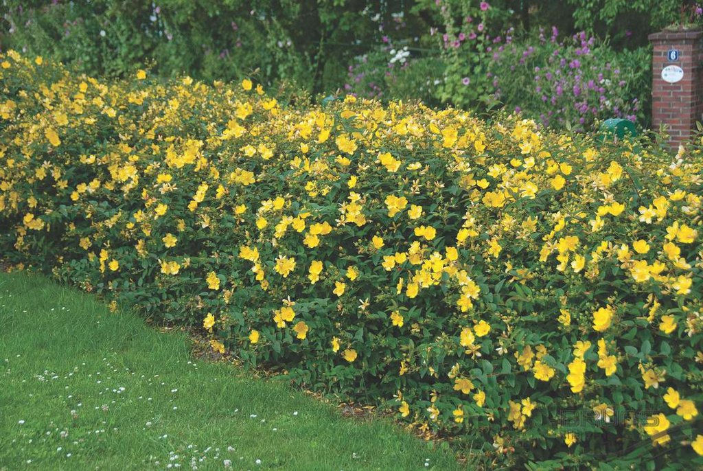 Hypericaceae (Hypericum) 'Hidcote'