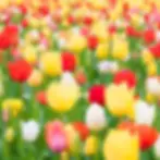 Image of Flowers