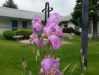 Let's Be Like Irises