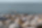 Swimming - Chesil Beach