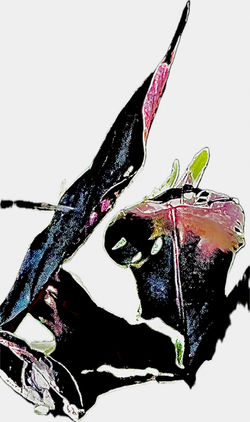 Black Thing [IMG_9683]