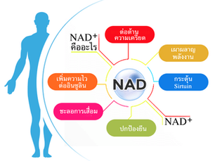 NAD Plus หรือ NAD+ (เอ็นเอดี พลัส) คืออะไร