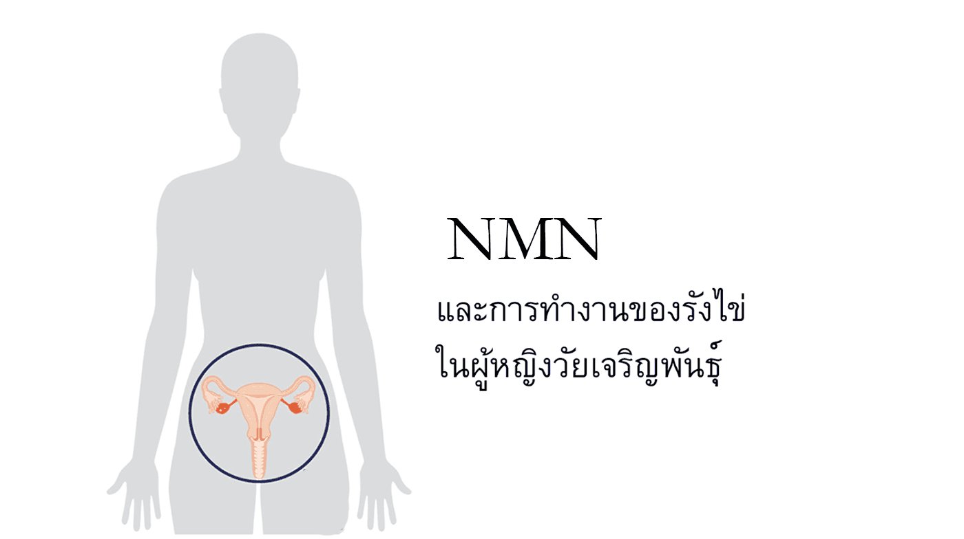 NMN และการทำงานของรังไข่ในผู้หญิงวัยเจริญพันธุ์