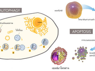 Apoptosis และ Autophagy สัมพันธ์กันอย่างไร?