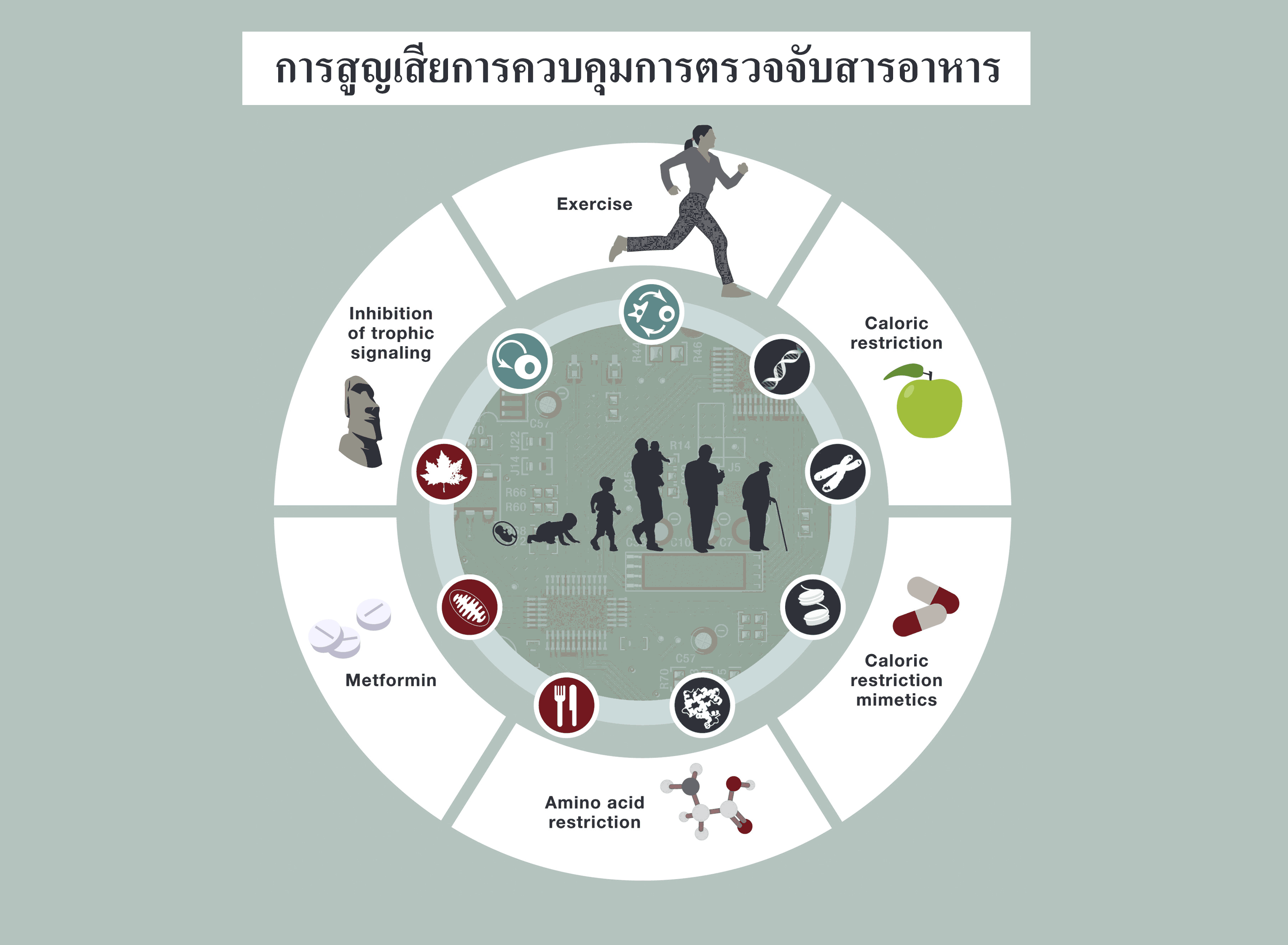 ทำไมเราถึงแก่ชรา? (ตอนที่ 8/12) ... การสูญเสียการควบคุมการตรวจจับสารอาหาร 