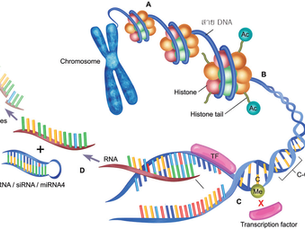 ทำไมเราถึงแก่ชรา? (ตอนที่ 6/12) ... การเปลี่ยนแปลงของอีพิจีเนติก (Epigenetic Alterations)