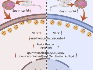 ผลของ NMN ต่อการเจริญพันธุ์ในหญิงสูงวัยที่มีบุตรยาก