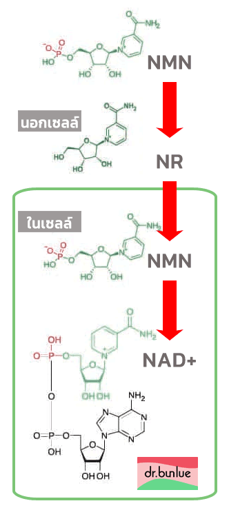 NMN-NR-NAD.png
