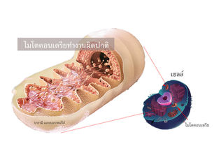 ทำไมเราถึงแก่ชรา? ... ไมโตคอนเดรียทำงานผิดปกติ