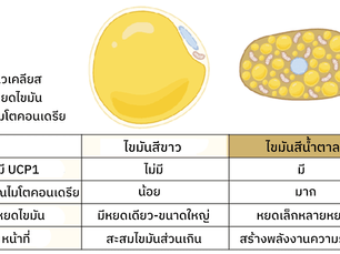 เรื่องที่คน (กลัว) อ้วนต้องรู้ - ไขมันสีขาวและไขมันสีน้ำตาลมีประโยชน์ต่อร่างกายยังไง?