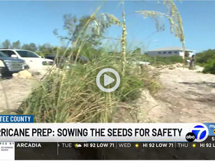 ABC 7: Volunteers plant sea oats on Coquina Beach to fight storm surge