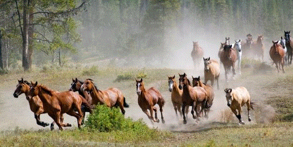 stampede.GIF
