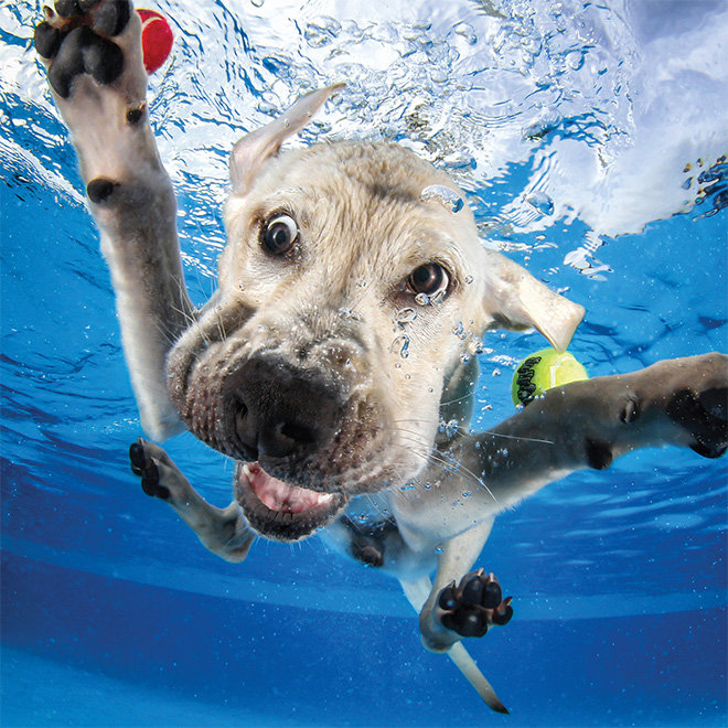 Dog Swimming Lessons 11 Tips for Teaching Your Pup to Swim Safely