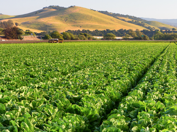 Item-level Traceability Throughout the Food Supply Chain