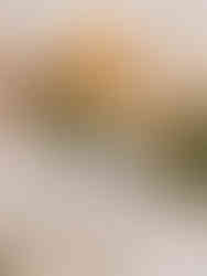 Yellow flower on the table