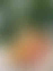 Four layer oraneg cake