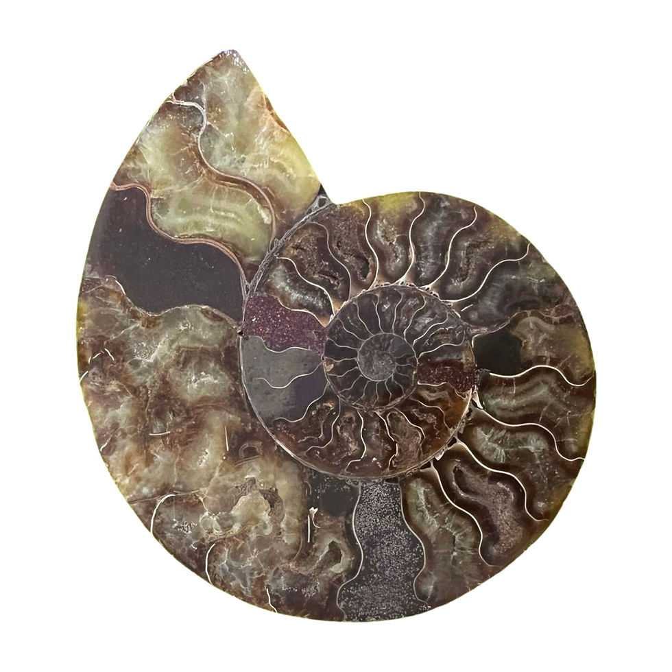 Ammonite Fossil (116g)