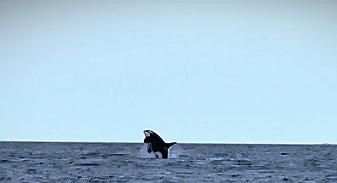 Orca Jumping