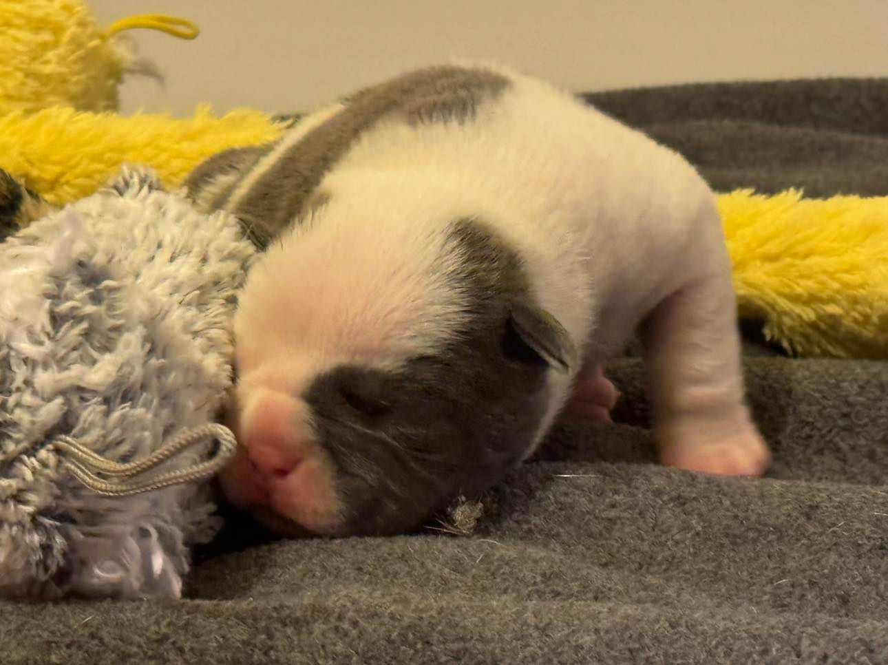 Puppy Deposit - Specific Puppy