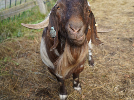Participate in the 2026 Farm Tours of the San Juans!