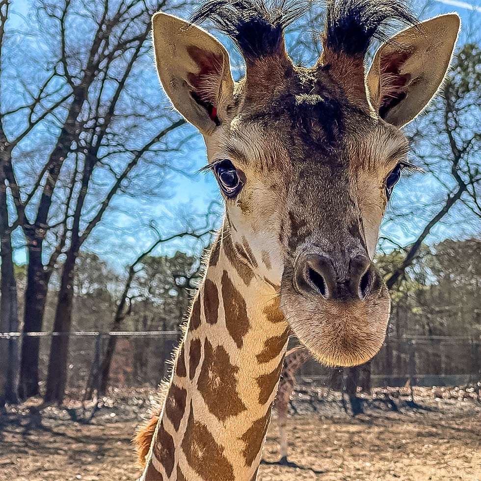 Coral the Giraffe Close-Up In Wild Safari - Six Flags Great Adventure