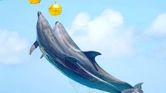 【沖縄】オキちゃん劇場でイルカショーを無料鑑賞!沖縄を満喫できる海洋博公園のおすすめスポット(2)