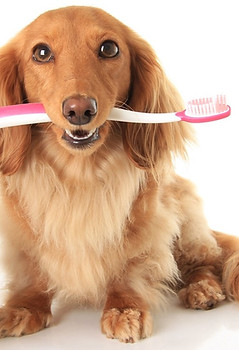Dachs-toothbrush-shutterstock_109821797.jpg