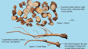 Chai Hu (Bupleurum): A TCM Herb for Soothing the Liver and Clearing Heat