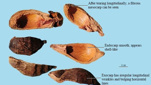 Da Fu Pi: A Classic TCM Herb for Promoting Qi Flow and Relieving Bloating