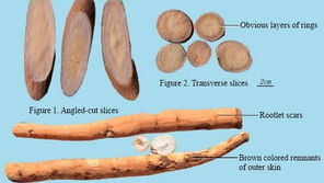 Bai Shao: A Gentle Herb for Nourishing Blood and Easing Pain