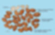 Peach Kernel