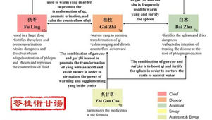 Ling Gui Zhu Gan Tang: Herbal Support for Warming and Fluid Balance