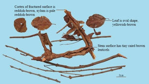 Chinese Mistletoe or Chinese Taxillus