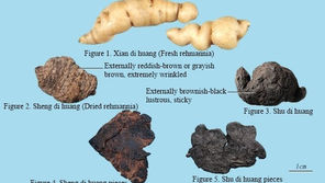 Rehmannia Root: From Raw to Cooked, A Healing Herb