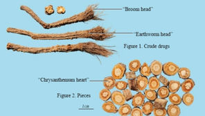 Fang Feng (Saposhnikovia): A TCM Herb for Relieving Wind and Pain
