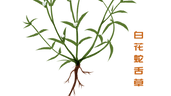 中藥白花蛇舌草:清熱解毒,草根中的抗癌力量