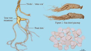 Ginseng