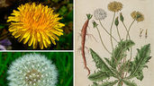 Dandelion: Clearing Heat and Reducing Swelling in Traditional Chinese Medicine