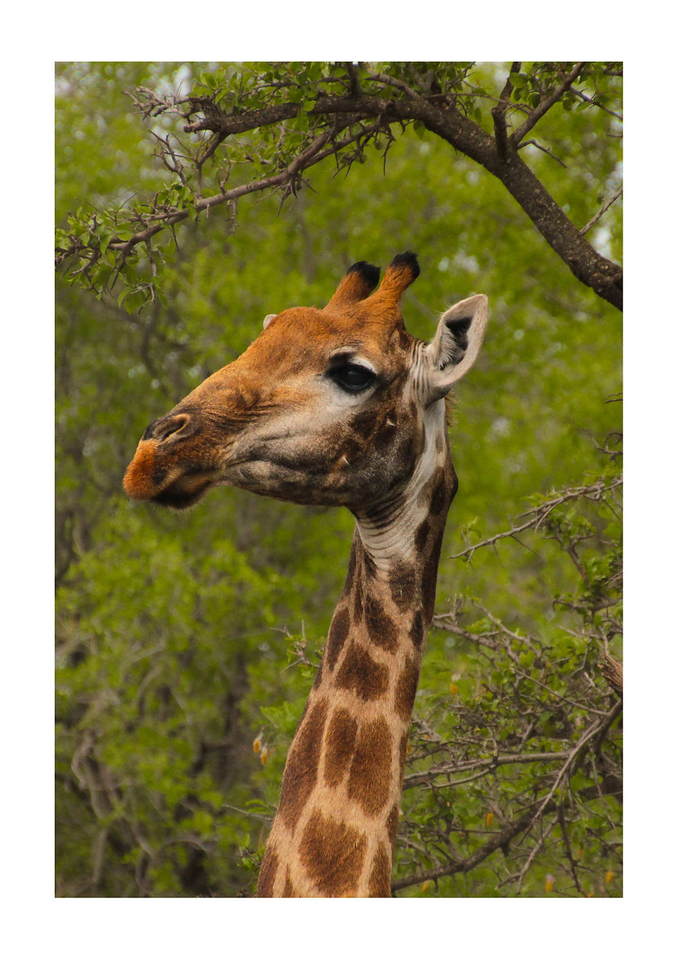 Giraffe.jpg