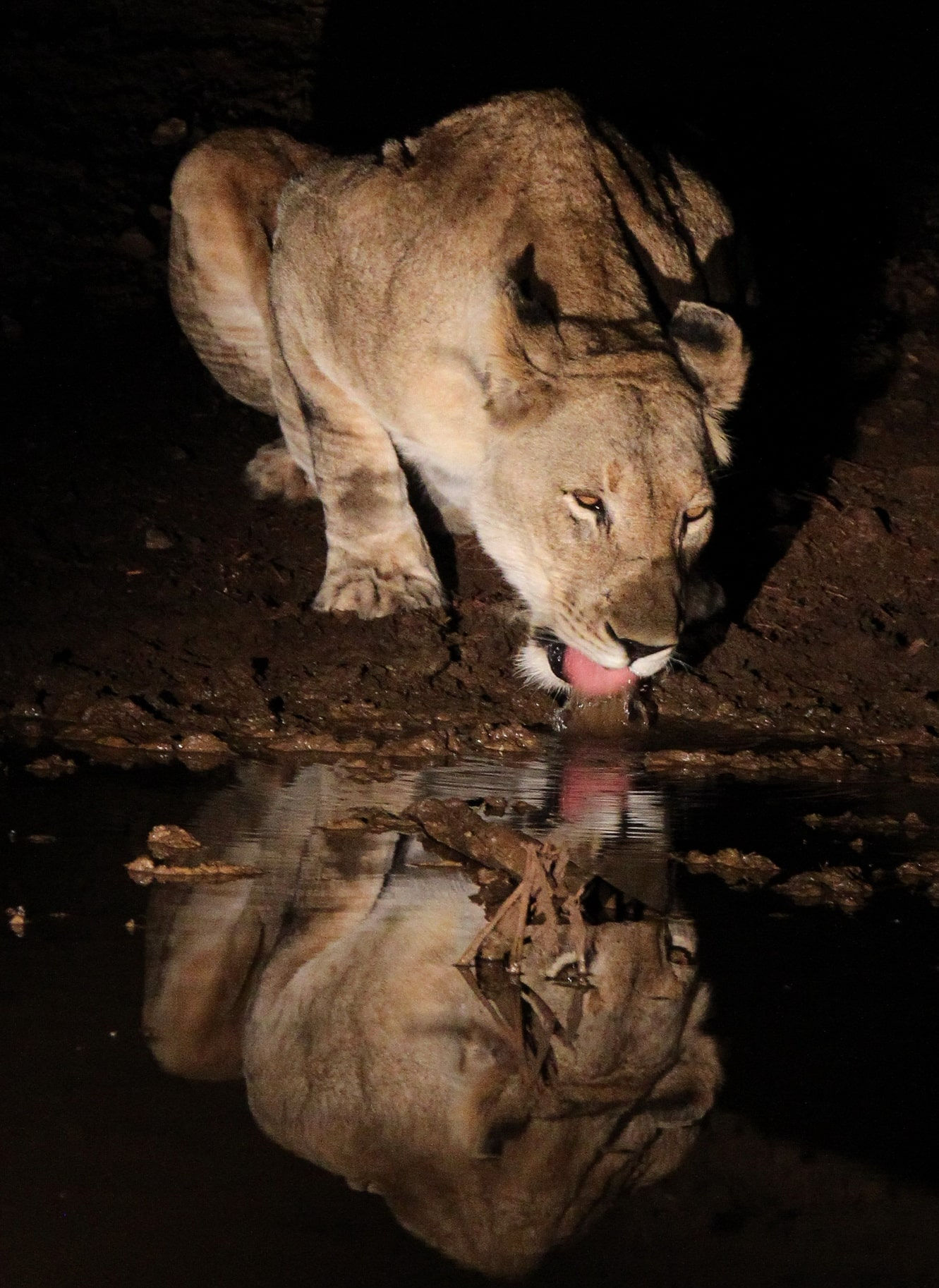 14 Day Grand South African Odyssey
