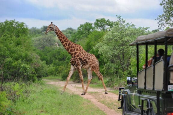 Thumbnail: Giraffe crossing a path near a safari vehicle in Zululand
