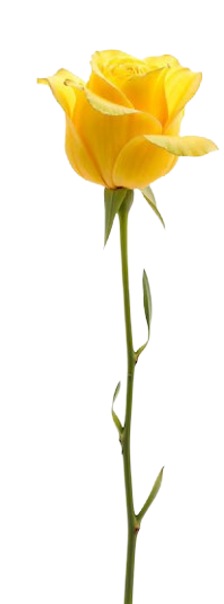 beautiful-rose-studio_23-2151841215-removebg-preview.png