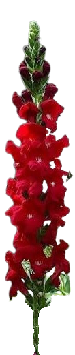 images__9_-removebg-preview_edited.png