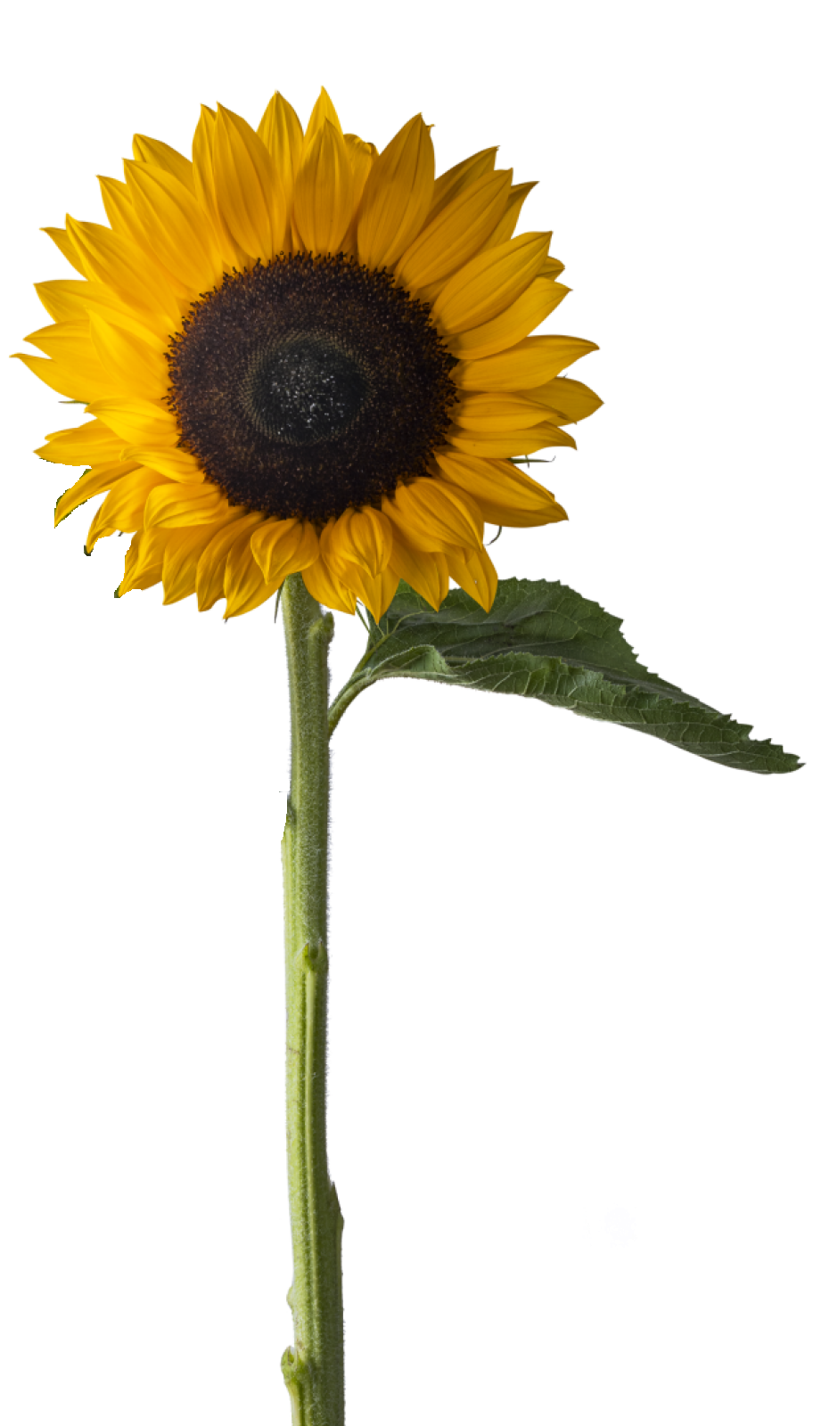 365-productfoto-helianthus-003.png
