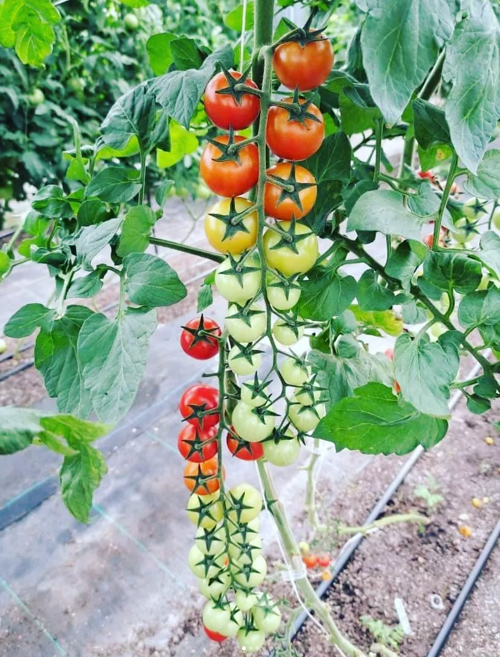Green Arrow Farms tomatoes