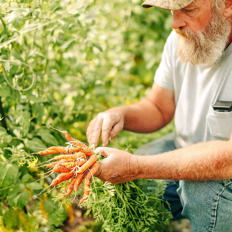 Green Arrow Farms carrots