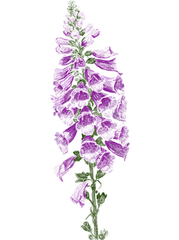 Digital Flowers