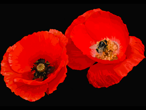 Poppies