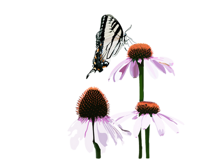 Echinacea