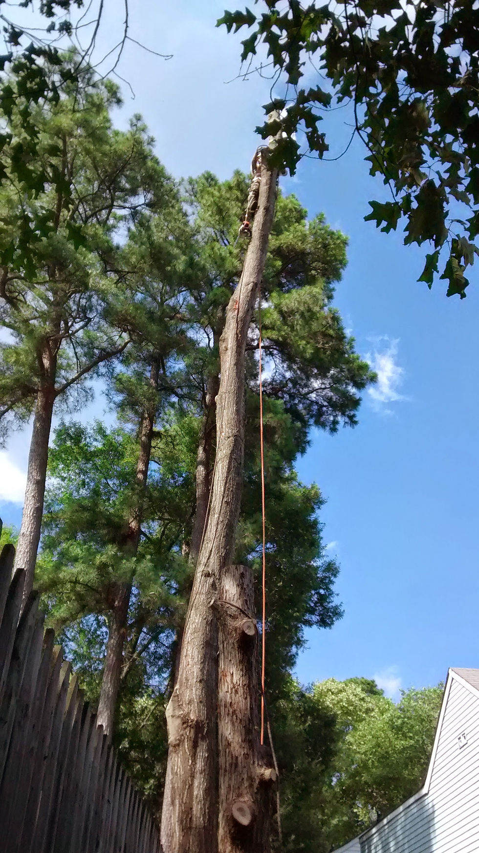 Tree Removal
